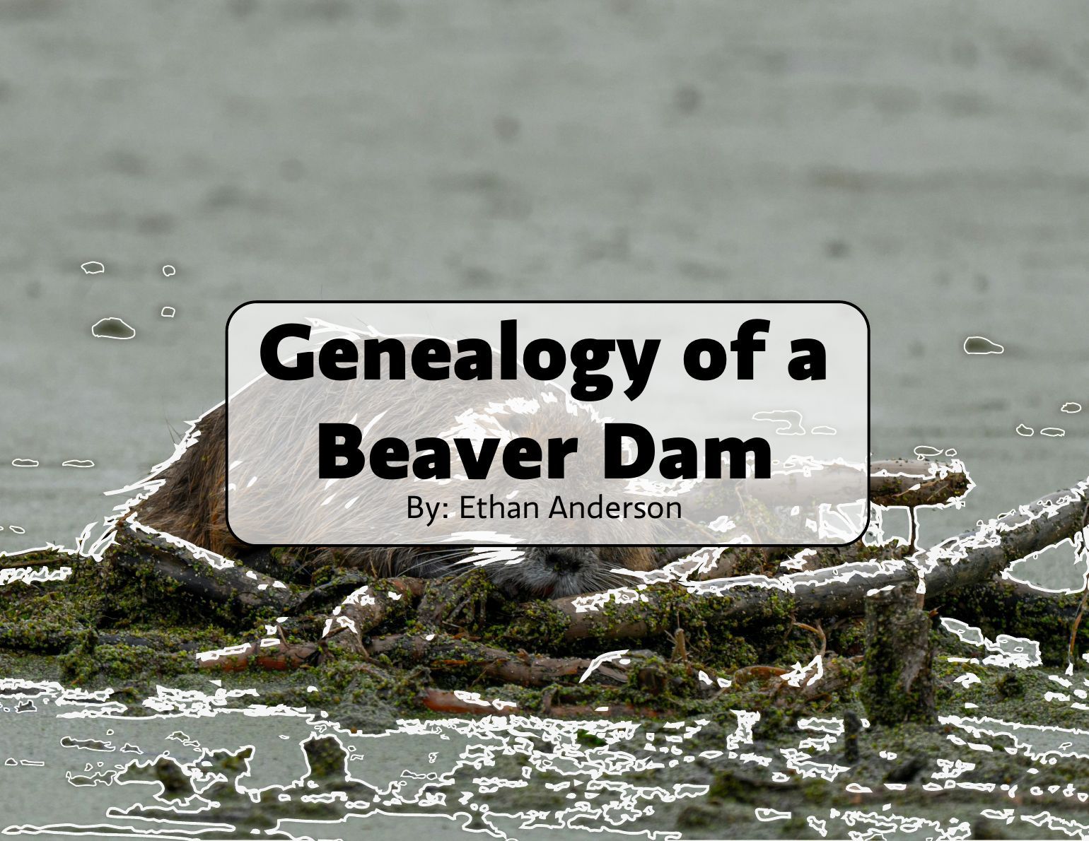 Booklet title page: the words Genealogy of a Beaver Dam over a photograph of a beaver dam.