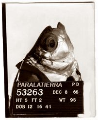 A sepia booking photo of a fish in profile, holding a placard that reads "PARALATIERRA 53263".