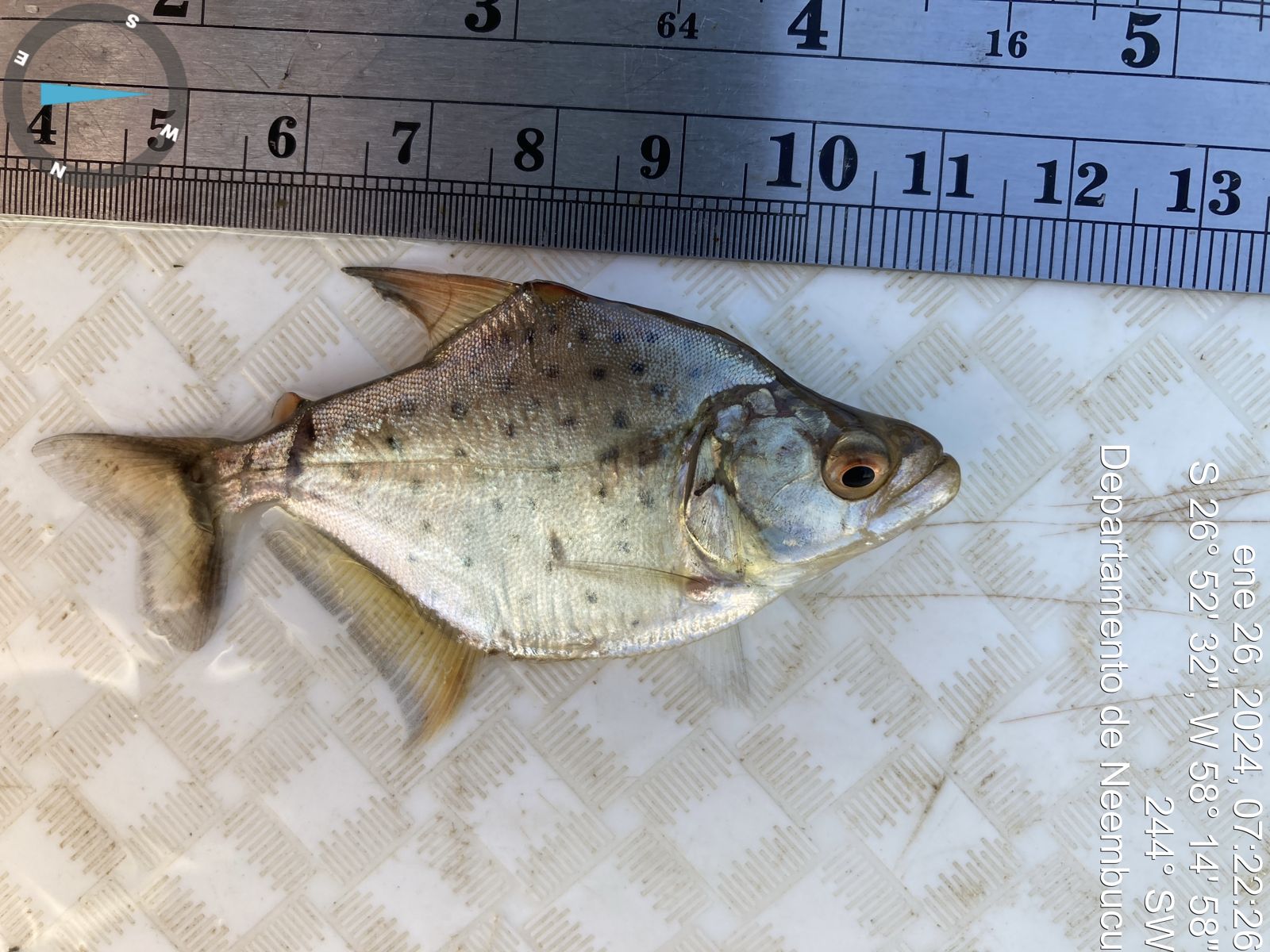 A small spotted piranha lying on a white mesh board beneath a ruler, photographed for identification, with the date and GPS coordinates stamped along the edge.