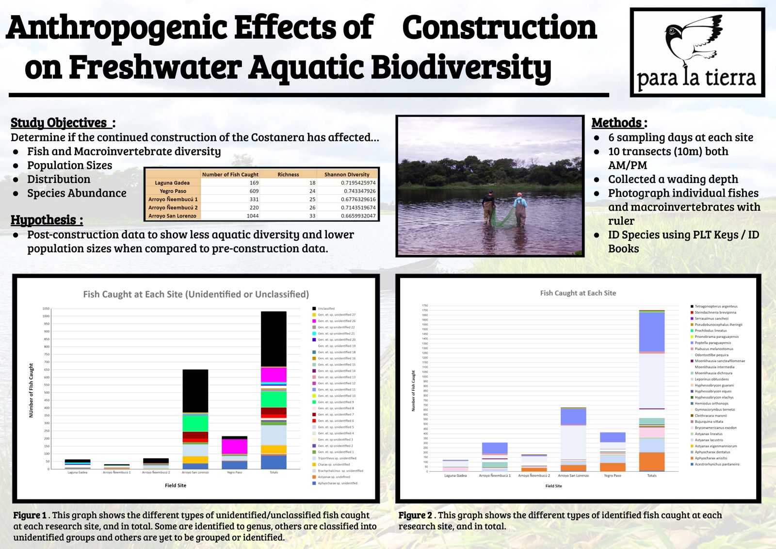 Research poster titled "Anthropogenic Effects of Construction on Freshwater Aquatic Biodiversity" with the Para La Tierra logo: study objectives, hypothesis and methods, a photo of two people seining in shallow water, a table of fish counts by site, and two stacked bar charts of fish caught at each site.